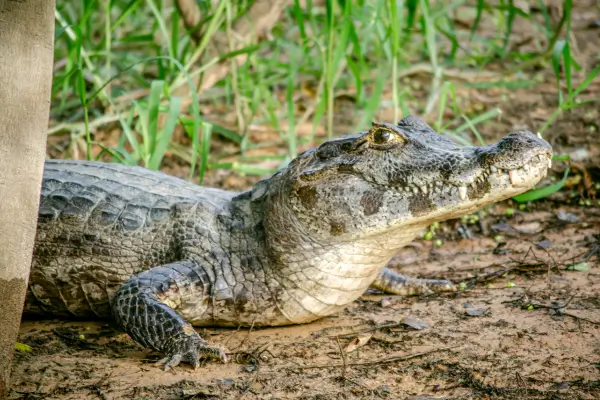 viagem-de-pesca-no-pantanal